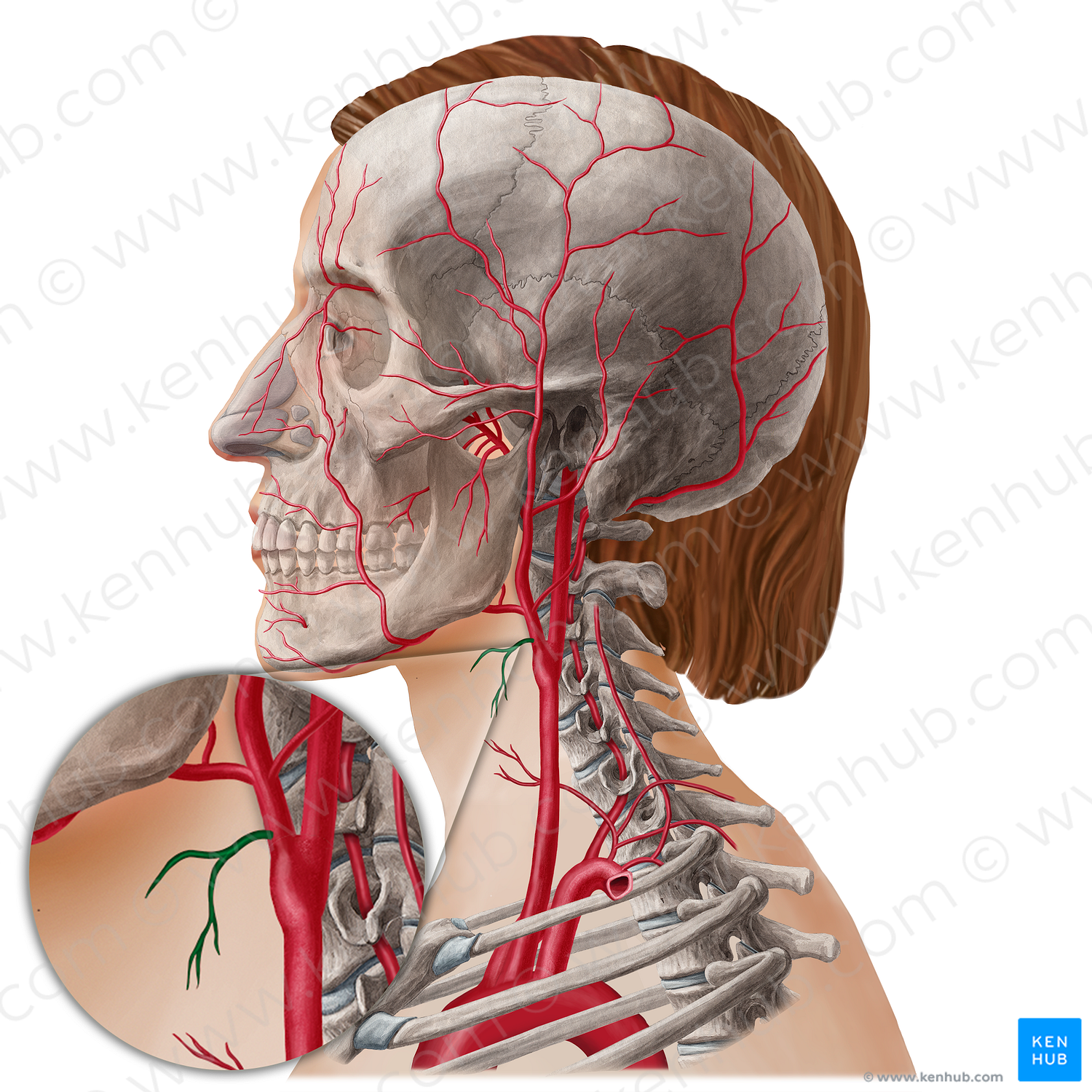 Superior thyroid artery (#21806)