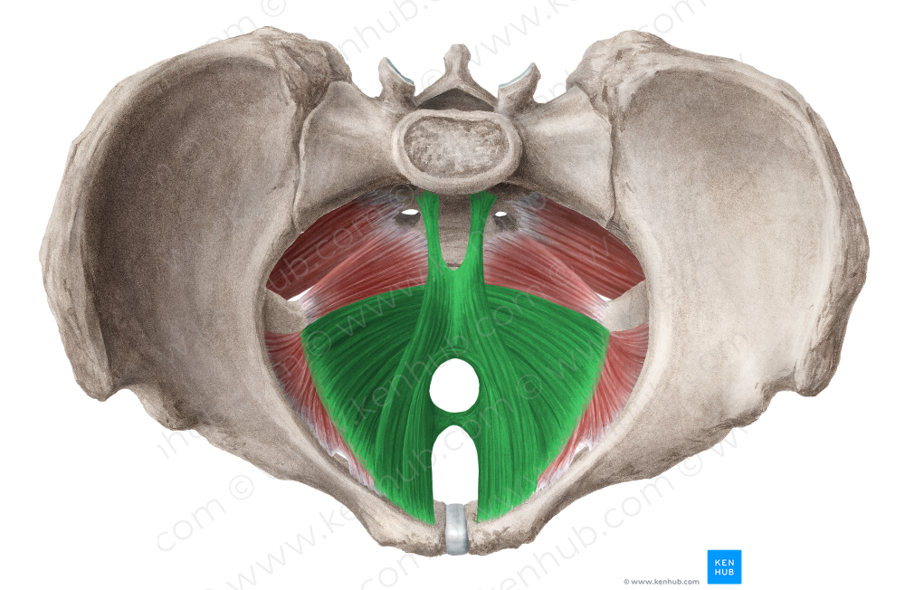 Levator ani muscle (#5538)