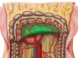 Transverse mesocolon (#5098)