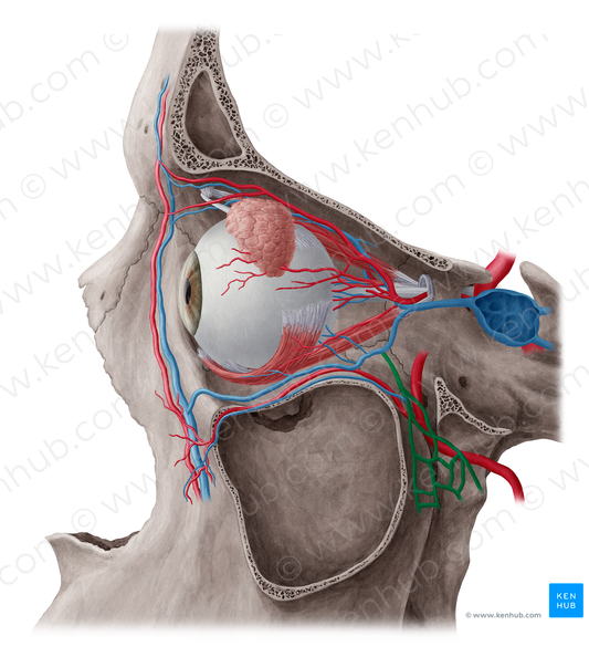 Pterygoid venous plexus (#8027)