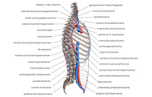 Arteries and veins of the back: Lateral view (German)