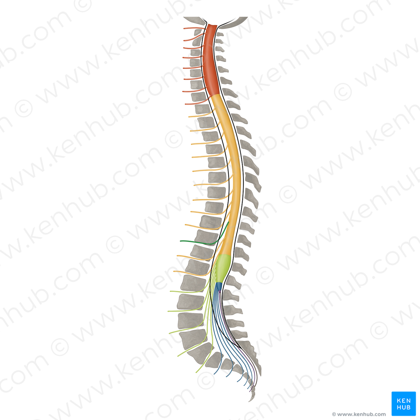 Spinal nerve T10 (#16432)