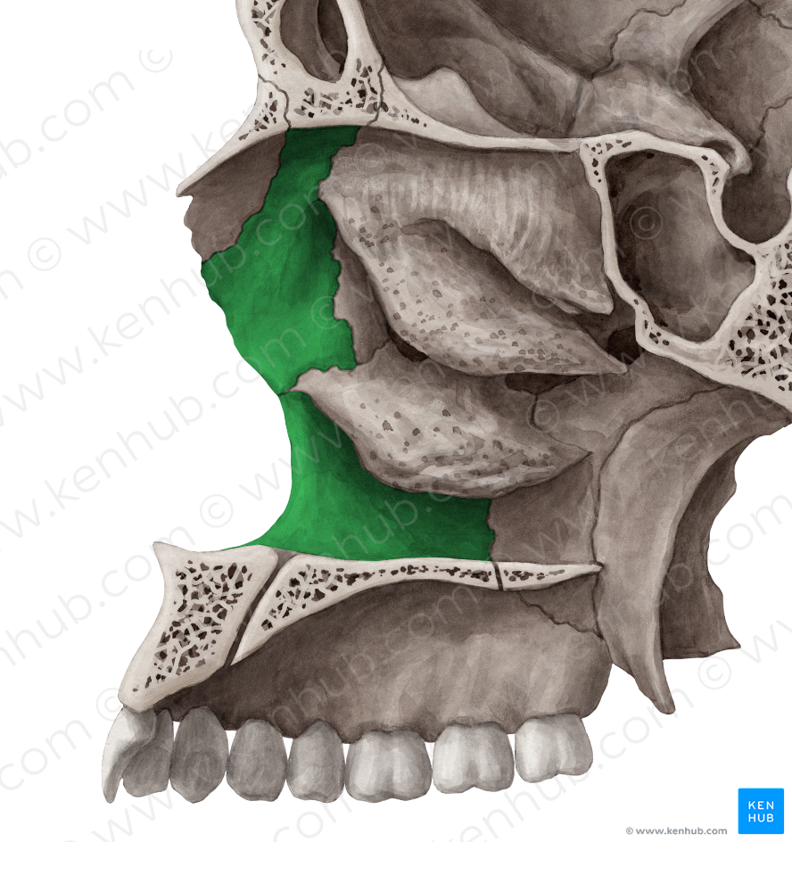 Nasal surface of maxilla (#3526)