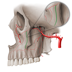 Middle superior alveolar artery (#18514)