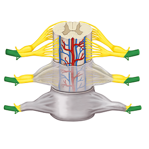 Anterior ramus of spinal nerve (#8592)
