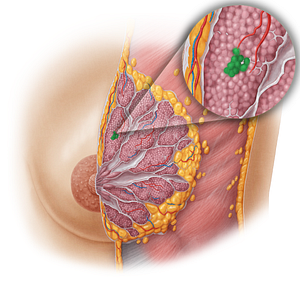 Lobules of mammary gland (#4752)