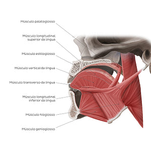 Muscles of the tongue: sagittal section (Portuguese)