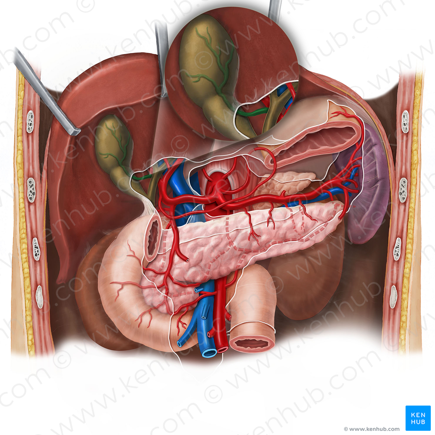 Cystic artery (#1099)