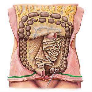 Lateral umbilical fold (#16197)