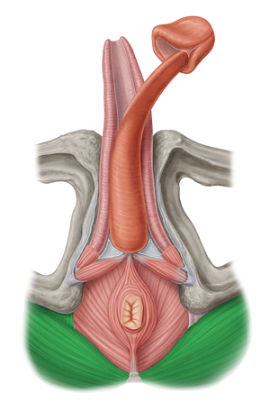 Gluteus maximus muscle (#5413)