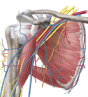 Subscapular nerves (#6783)