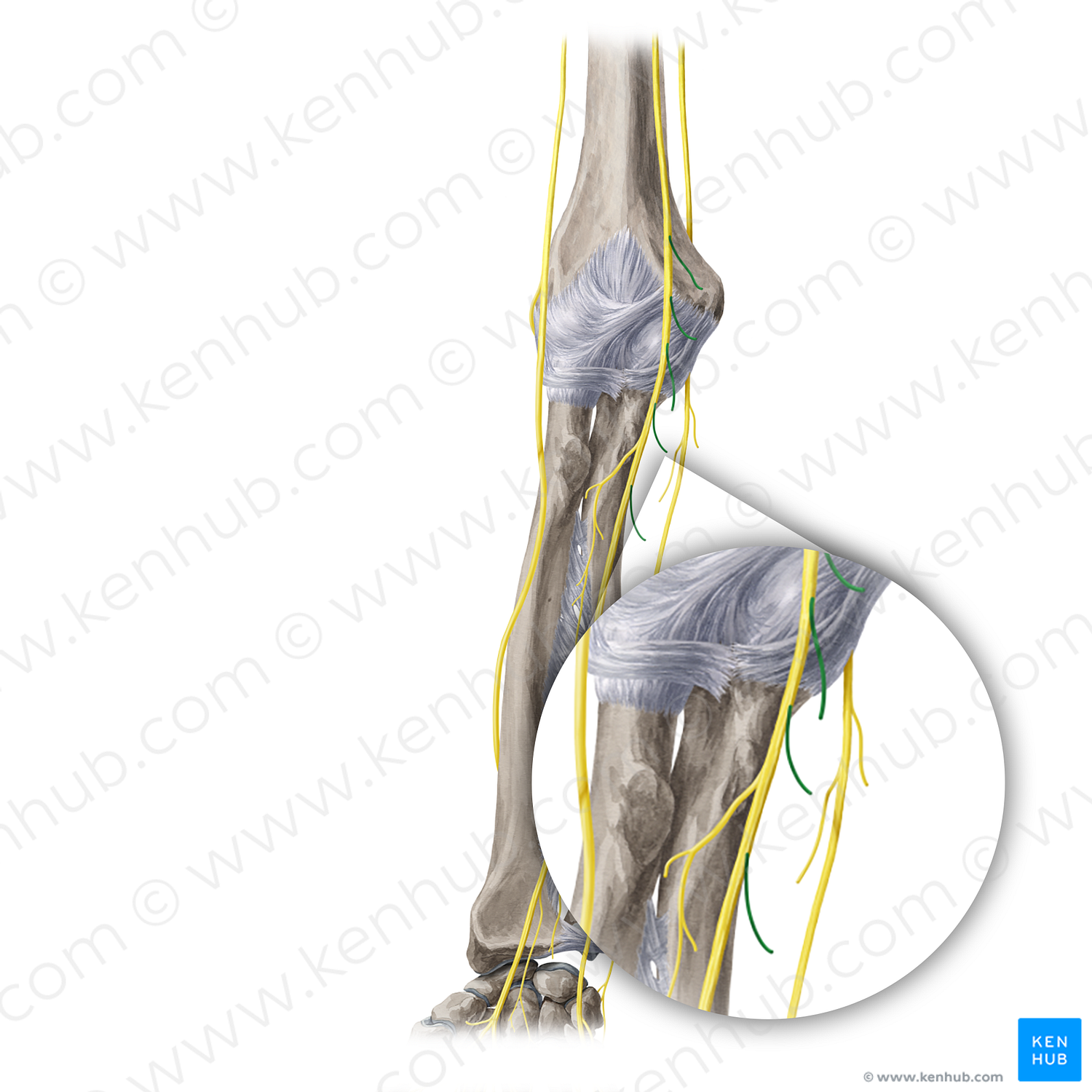 Muscular branches of median nerve (#20407)