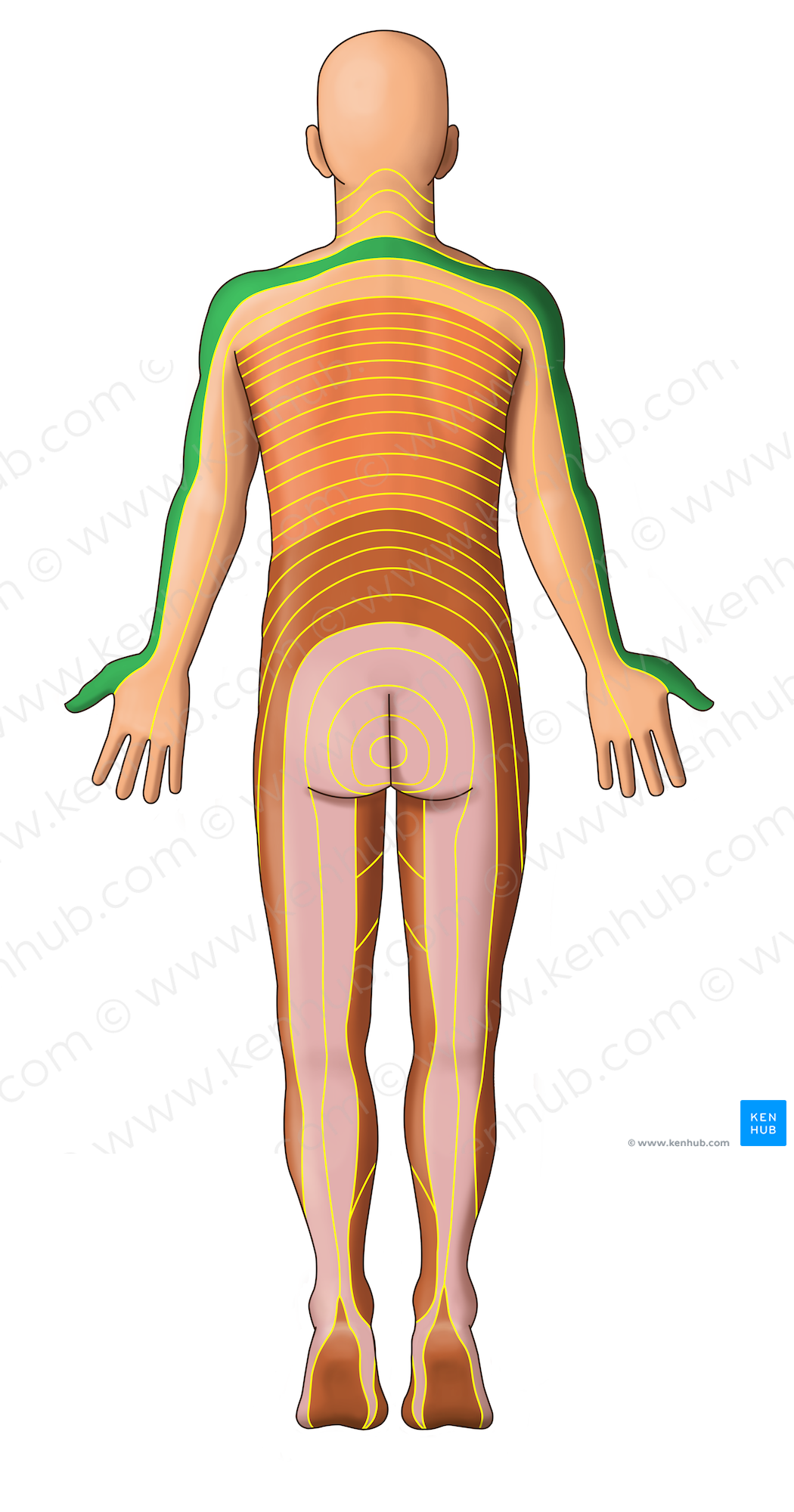 C6 dermatome (#13035)