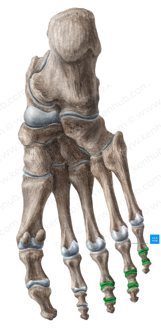 Interphalangeal joints of 3rd-5th toes (#17216)