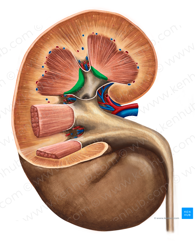 Renal papilla (#7634)