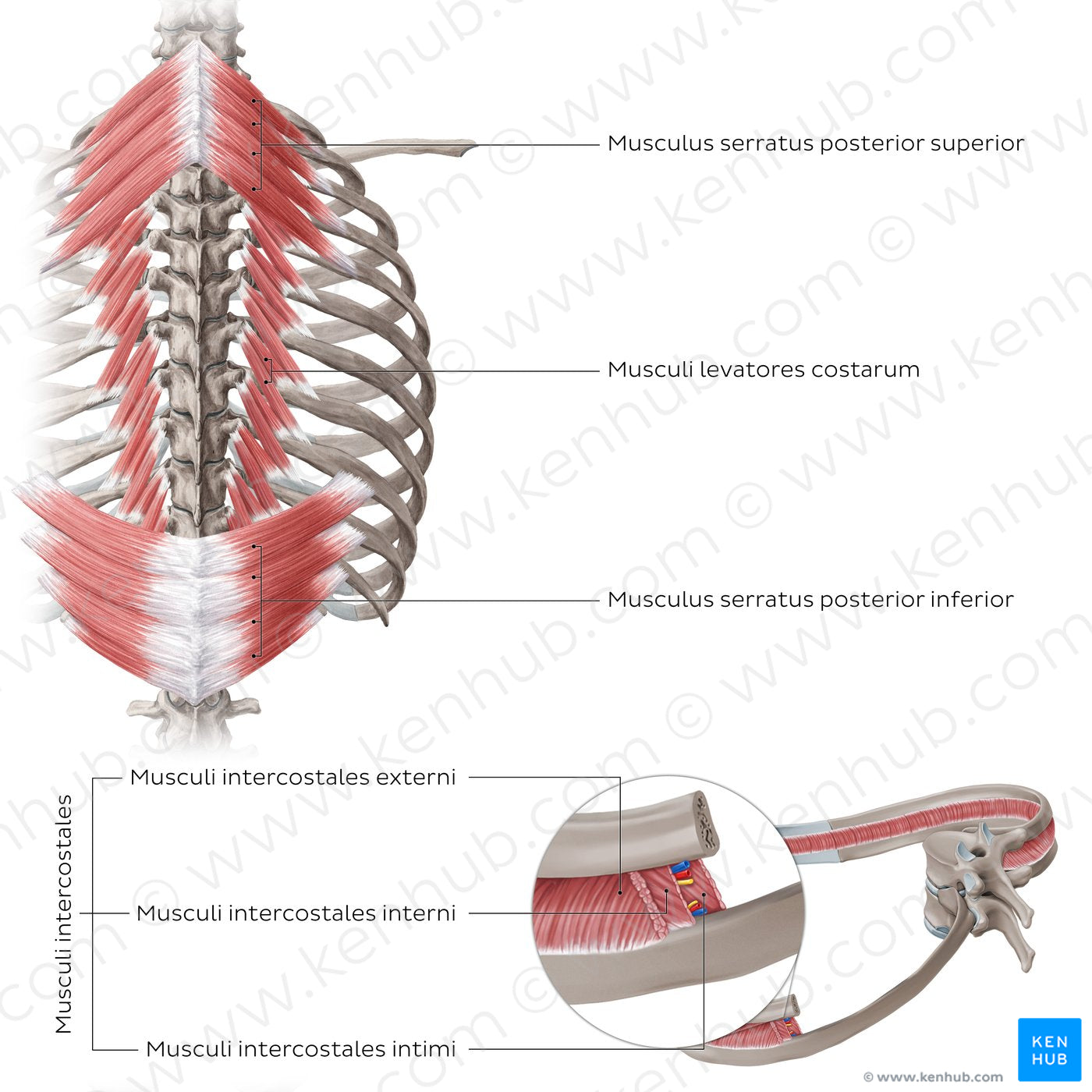 Muscles of thoracic wall (Posterior view) (Latin)