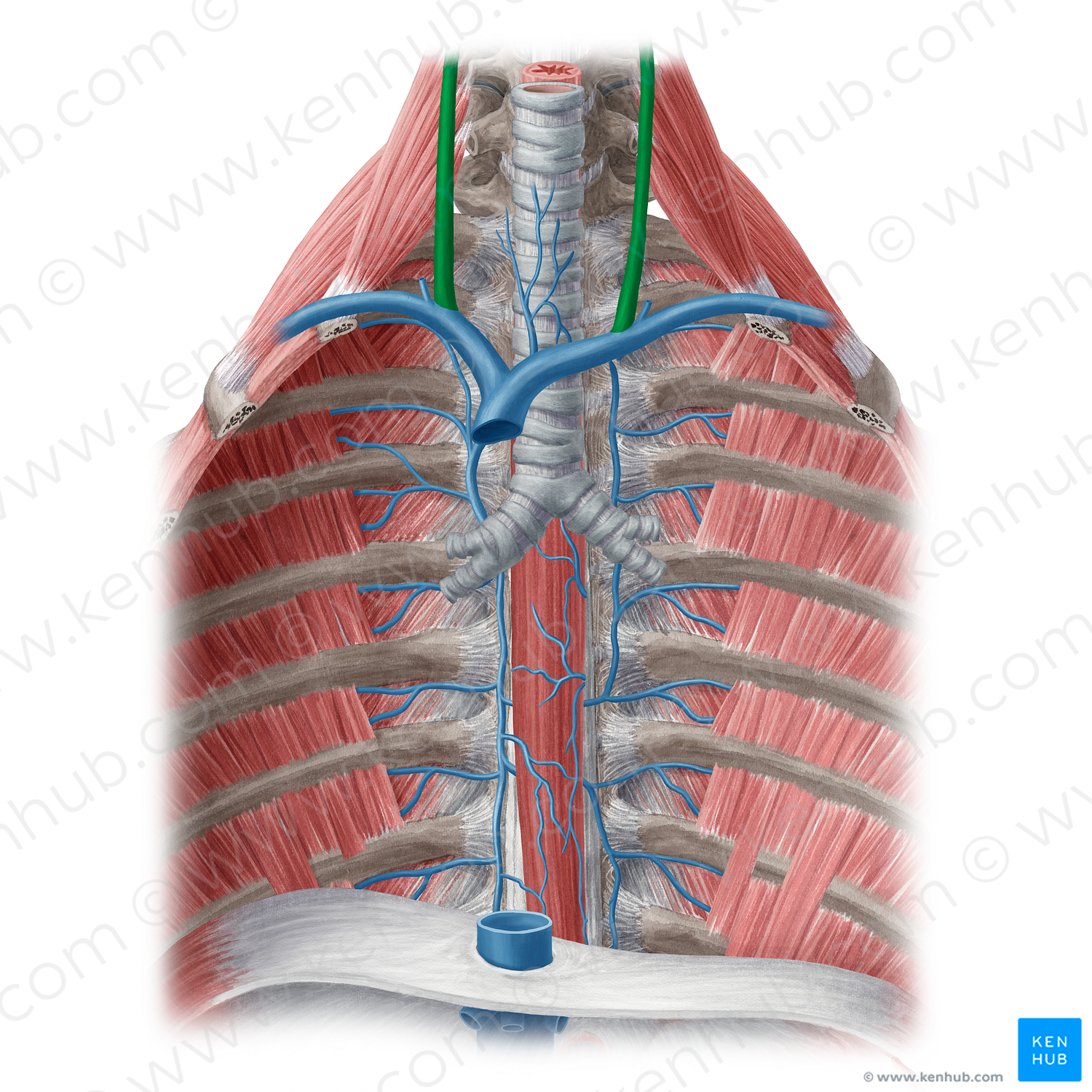 Internal jugular vein (#20481)