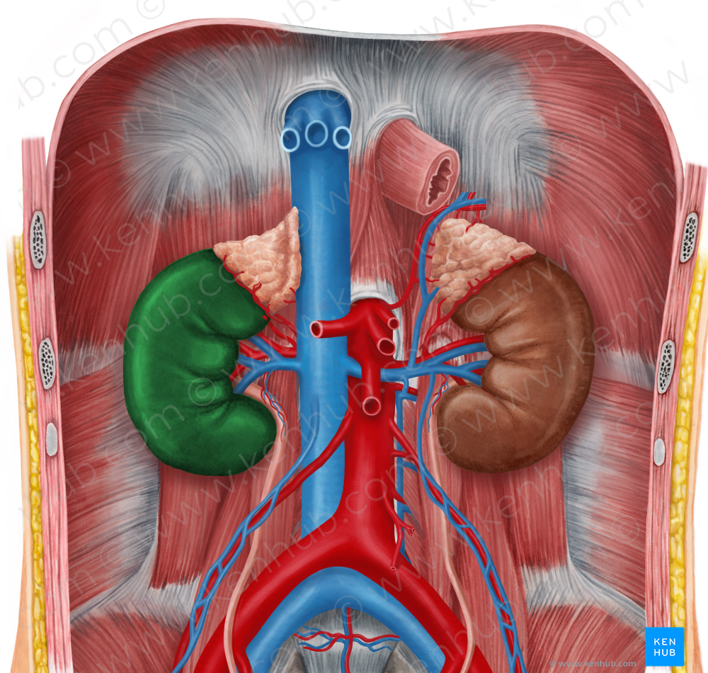 Right kidney (#8902)