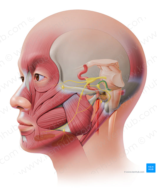 Motor root of facial nerve (#20650)