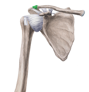 Acromioclavicular joint (#2000)