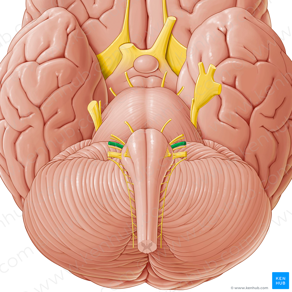 Vestibulocochlear nerve (#6908)