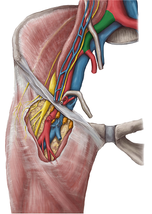 Common iliac artery (#1364)