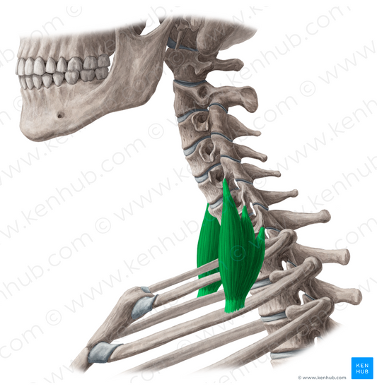 Scalenus posterior muscle (#5913)