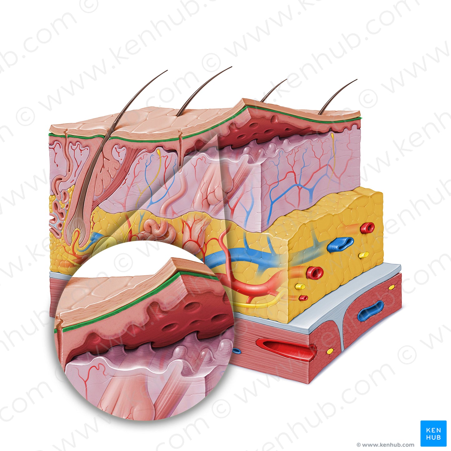 Stratum granulosum of epidermis (#19606)