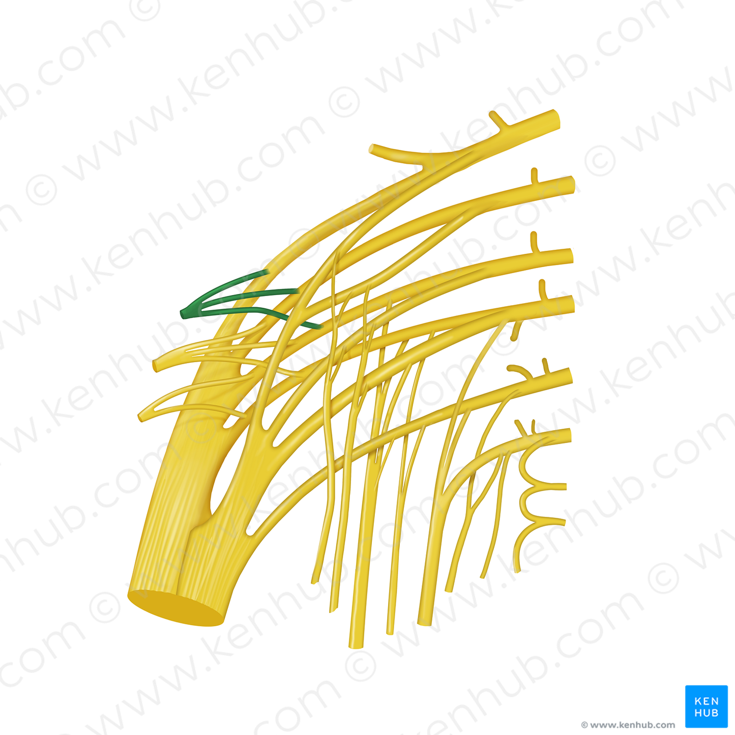 Superior gluteal nerve (#12759)