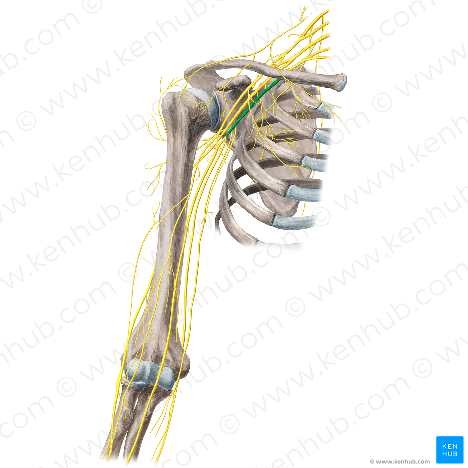Medial cord of brachial plexus (#3609)