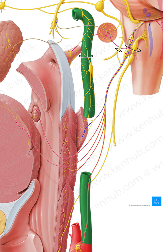 Internal carotid artery (#988)