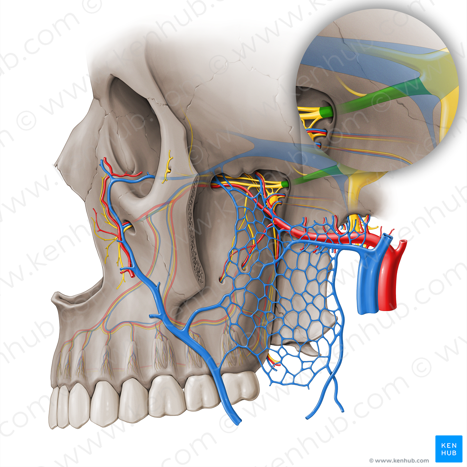 Maxillary nerve (#18463)