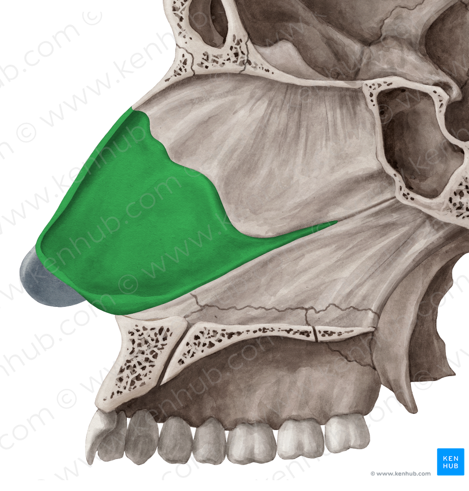 Cartilage of nasal septum (#2505)