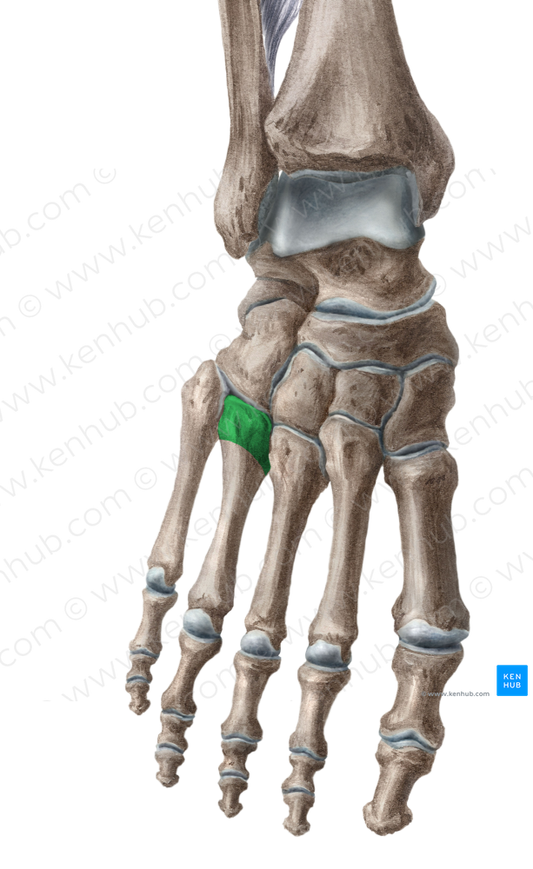 Base of 4th metatarsal bone (#2173)