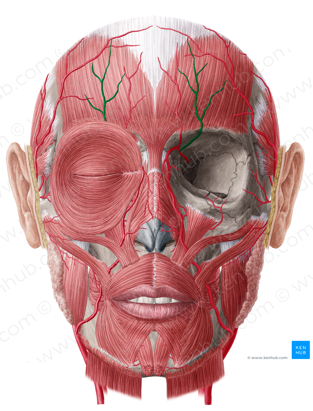 Supraorbital artery (#1862)