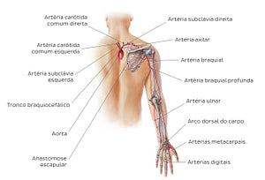 Main arteries of the upper limb - posterior (Portuguese)