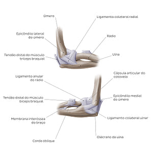 Elbow joint (Portuguese)