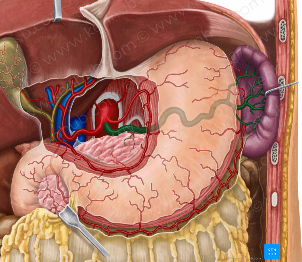 Splenic artery (#1803)