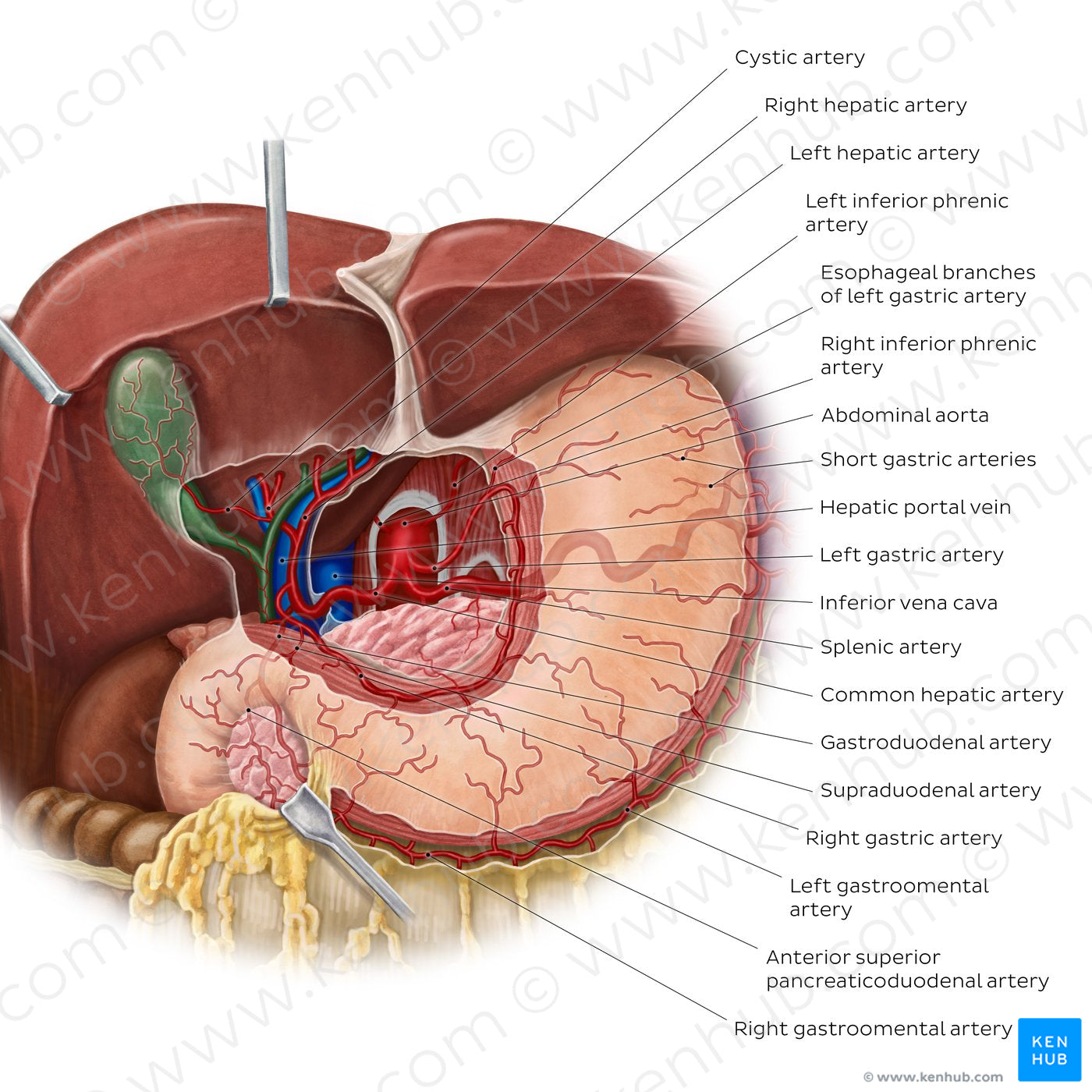 Arteries of the stomach, liver and spleen (English)