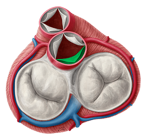 Noncoronary leaflet of aortic valve (#9923)