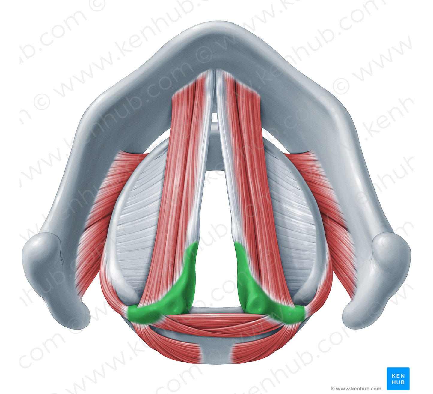 Arytenoid cartilage (#18299)