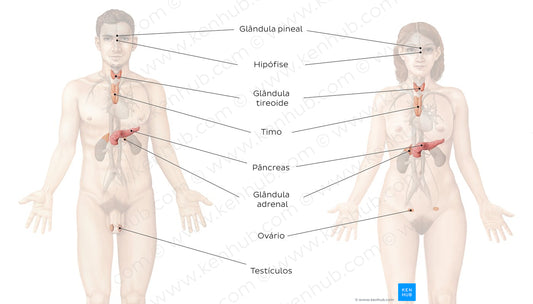 Endocrine system (Portuguese)