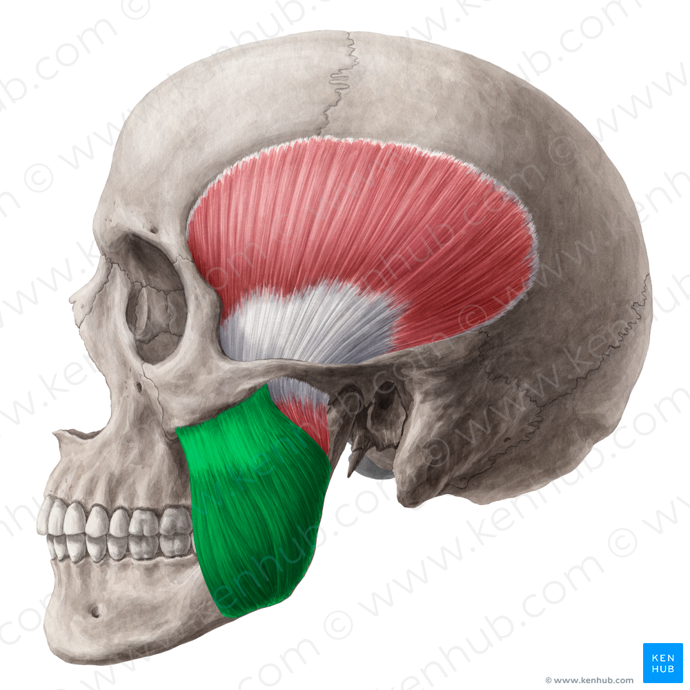 Superficial part of masseter muscle (#7783)