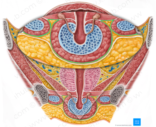 Deep perineal fascia (#3580)