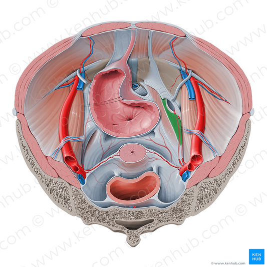 Obturator fascia (#7280)