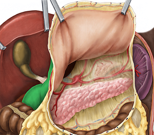 Descending part of duodenum (#7692)