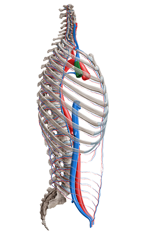 Superior vena cava (#16388)