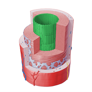 Tunica intima of artery (#16394)