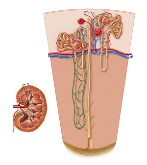Vasa recta of kidney (#17207)
