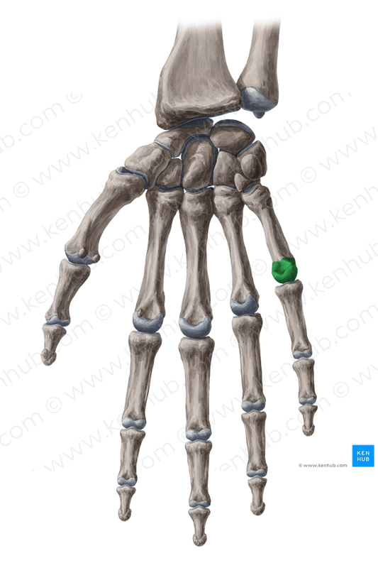 Head of 5th metacarpal bone (#2433)